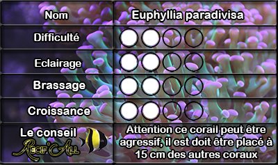 Euphyllia%20divisa.jpg