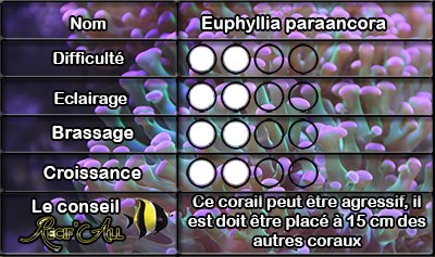 Euphyllia%20paraancora.jpg