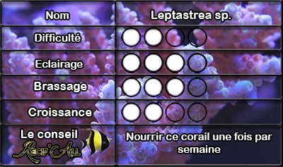 Leptastrea.jpg
