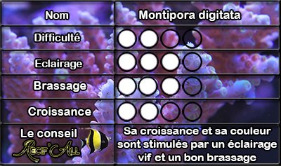 Montipora%20digitata.jpg