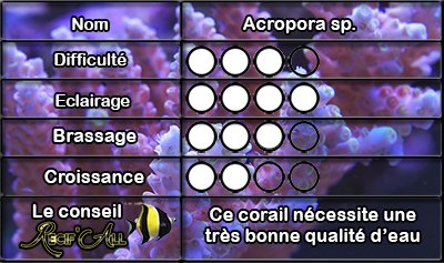 acropora%20sp.jpg