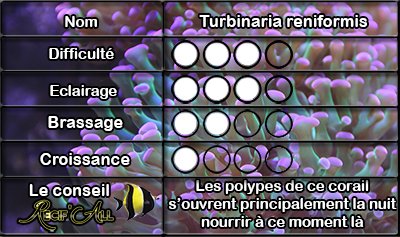 turbinaria%20reniformis.jpg
