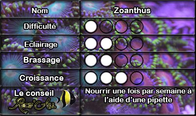 zoanthus_1.jpg